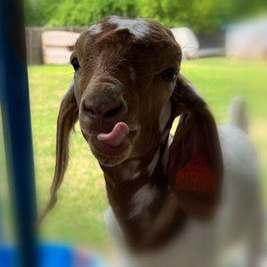 Meet your Posher, Kristi